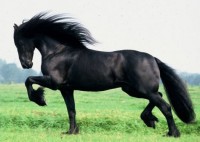 /album/fotogalerij/appaloosa-jpg/