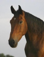 /album/fotogalerij/vince2jpgkmo9-jpg/